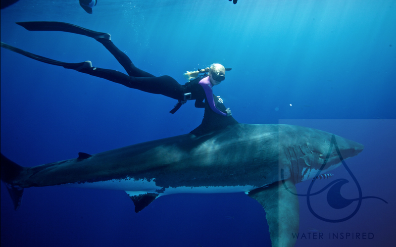 Illustration for article titled Astonishing images of a diver swimming on top of great white sharks
